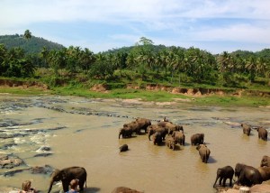 The Pinnawalla orphans
